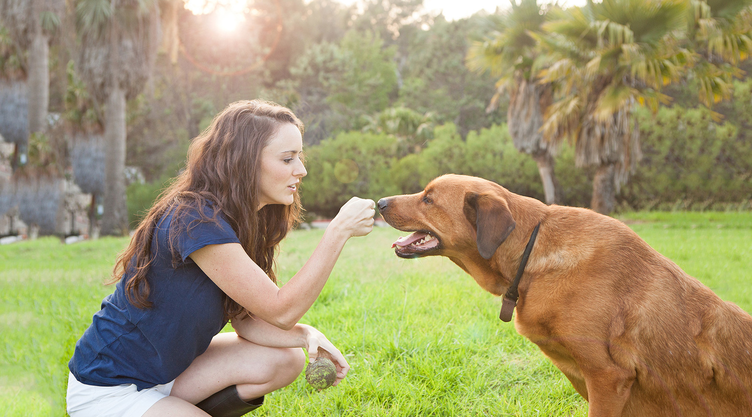 From Woof to Wow Transformations by a Dog Trainer